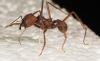 277124 – Photo : Bernard Perthuis – Guyane française